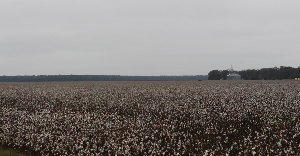 Cotton Field